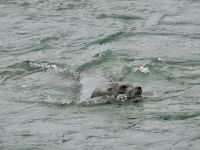 Alaska - Juneau - Lachsfarm