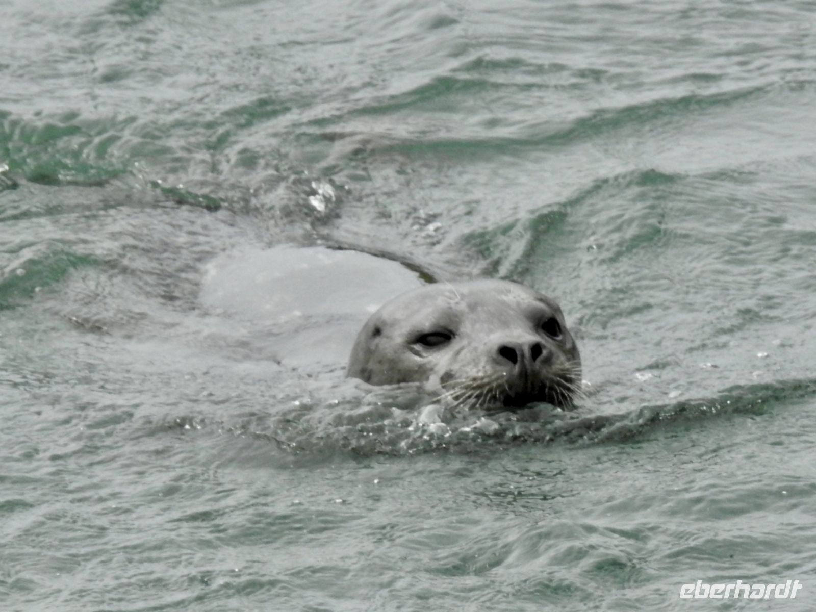 Alaska - Juneau - Lachsfarm