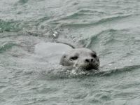 Alaska - Juneau - Lachsfarm