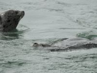 Alaska - Juneau - Lachsfarm