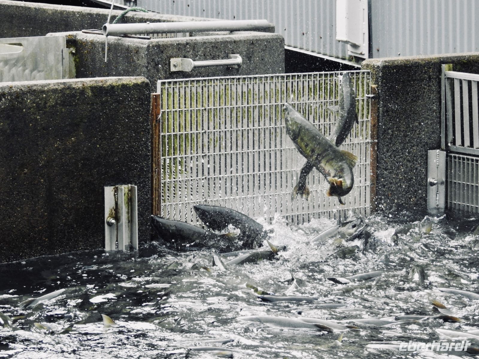 Alaska - Juneau - Lachsfarm