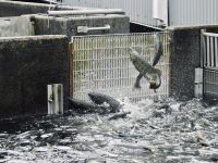 Alaska - Juneau - Lachsfarm