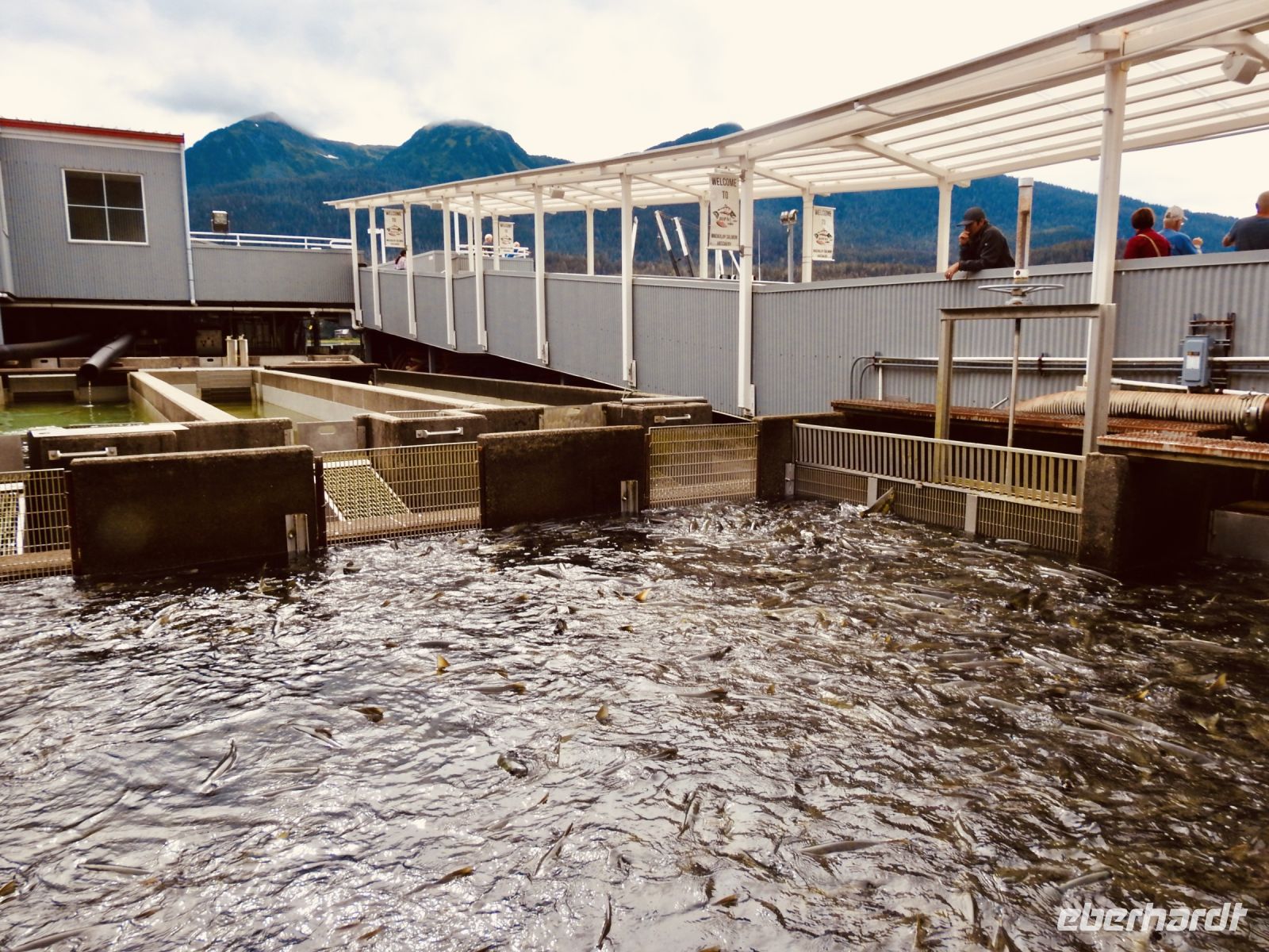 Alaska - Juneau - Lachsfarm