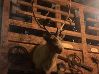 Alaska - Juneau - Red Dog Saloon