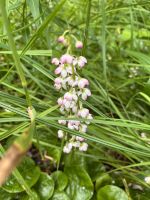 ...am Exit Glacier (4)