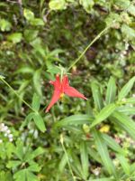 ...am Exit Glacier (5)