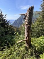 ...auf dem Mt. Roberts (7)