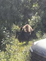 ...ein Grizzly am Straßenrand