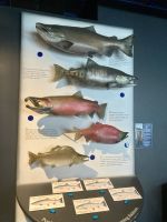 Sealife Center Seward