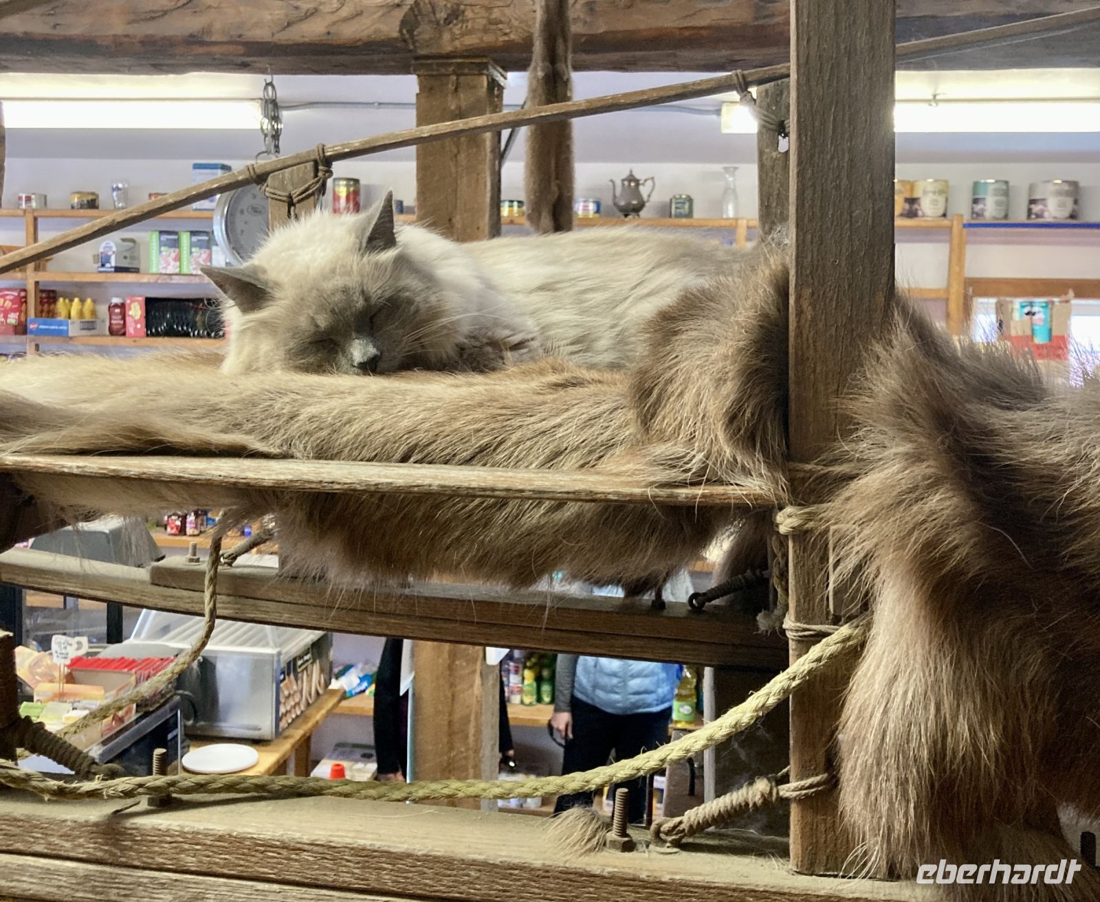 Bürgermeisterin Talkeetna