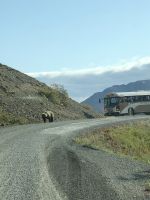 Bär Denali Nationalpark