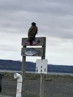 Steinadler Alaska