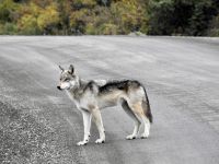 Wolf Denali Nationalpark
