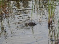 Ente im Pyramid Lake Jasper Kanada