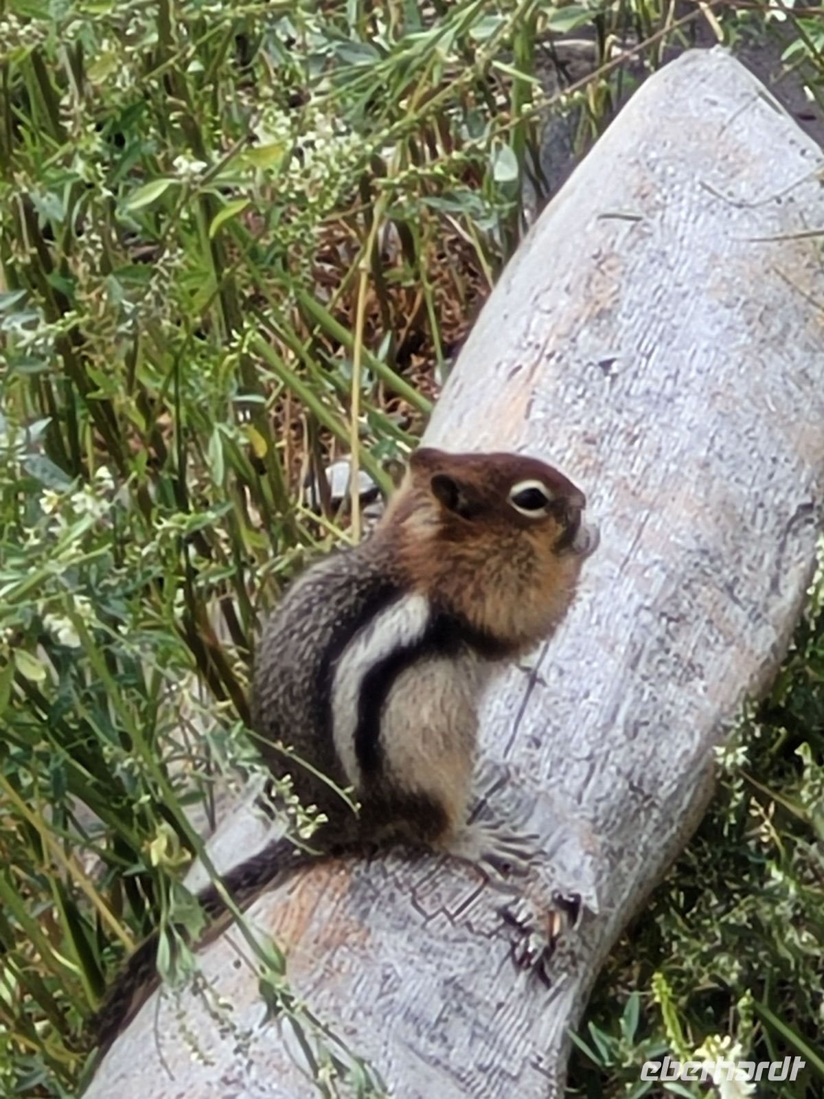 0012 Auf dem Weg nach Banff