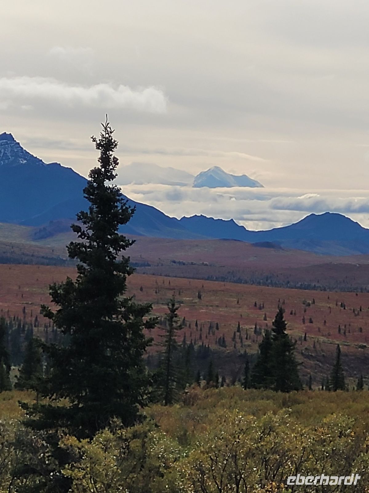 0135 Denali Nationalpark - Über den Wolken der Denali