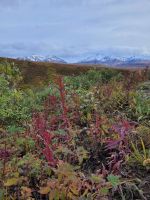 0140 Denali Nationalpark