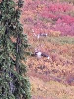 0142 Denali Nationalpark - Karibou-Pärchen