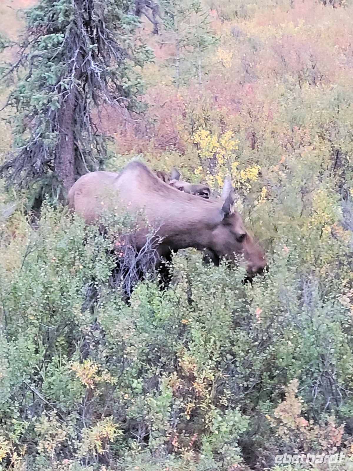 0143 Denali Nationalpark - Elchkuh mit Jungtier