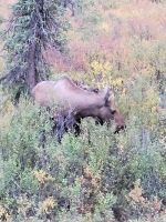 0143 Denali Nationalpark - Elchkuh mit Jungtier