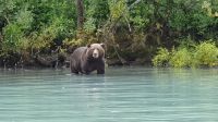 0172 Anchorage - Ausflug Bärenbeobachtung - mit freundlicher Genehmigung eines Gastes
