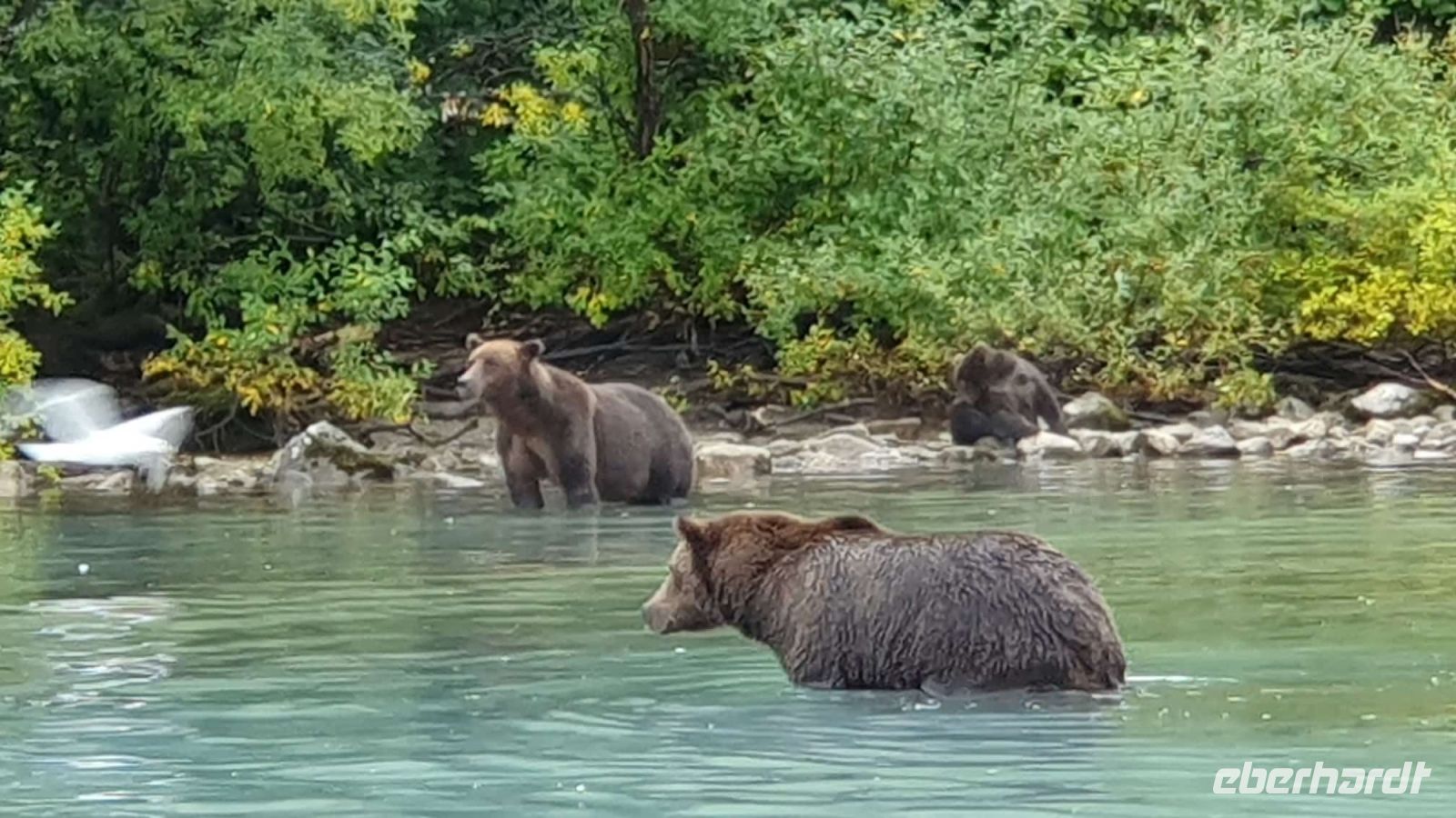 0173  Anchorage - Ausflug Bärenbeobachtung - mit freundlicher Genehmigung eines Gastes