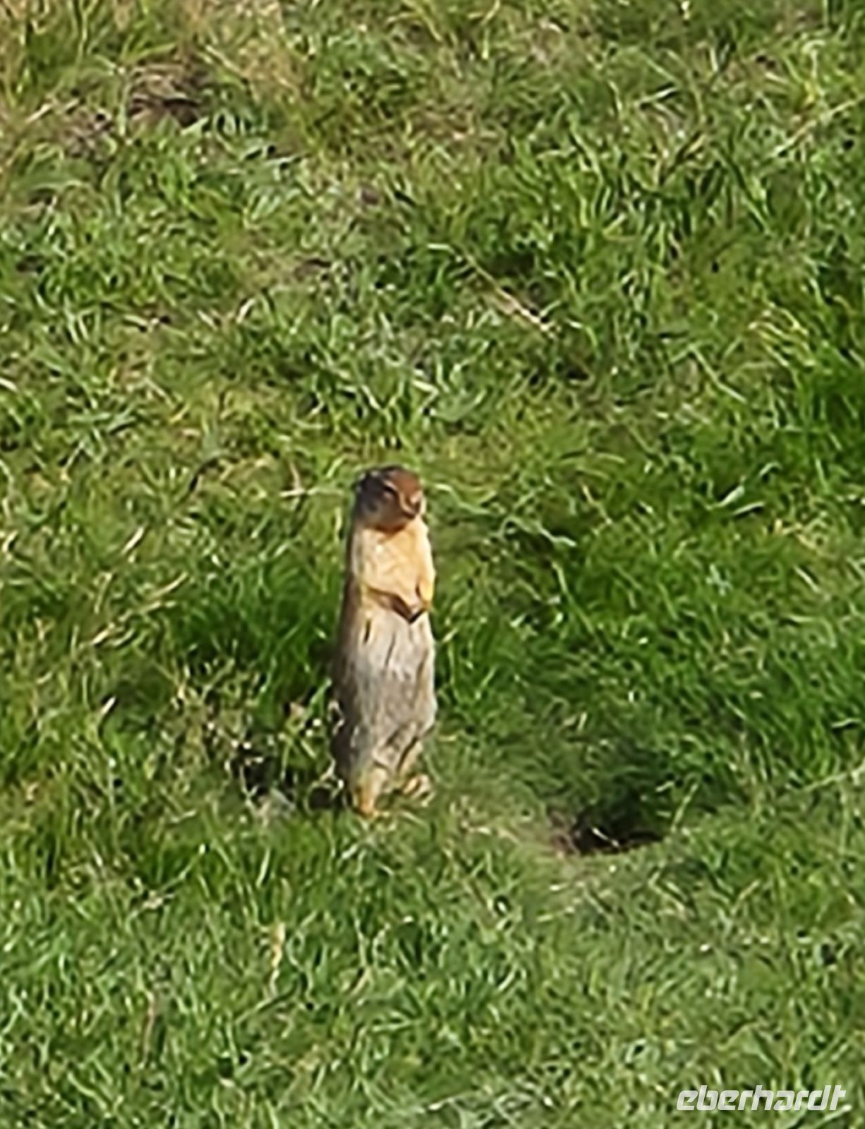 Kanadisches Erdmännchen