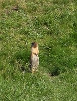 Kanadisches Erdmännchen