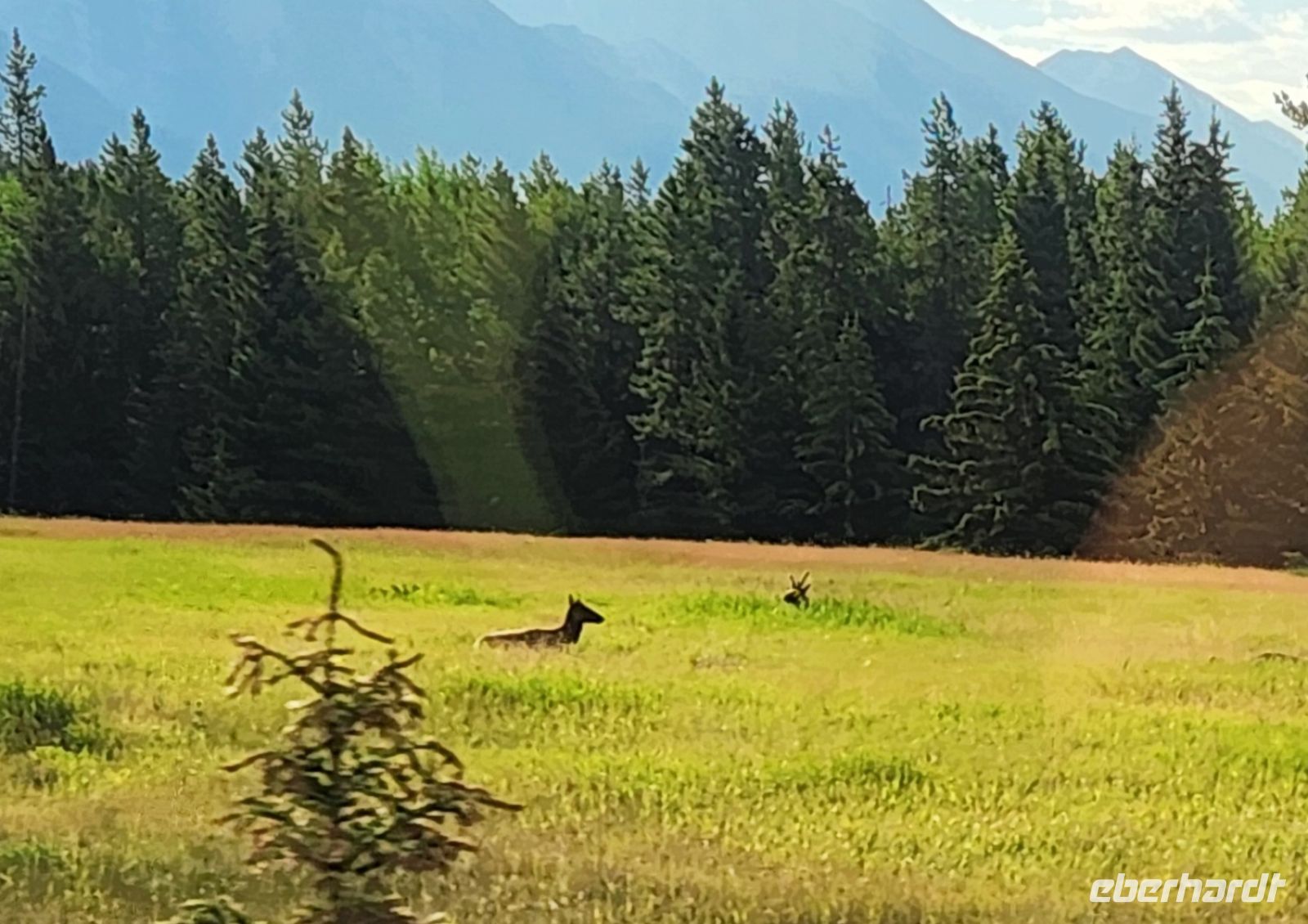 Hirsche im Jasper Nationalpark