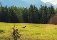 Hirsche im Jasper Nationalpark