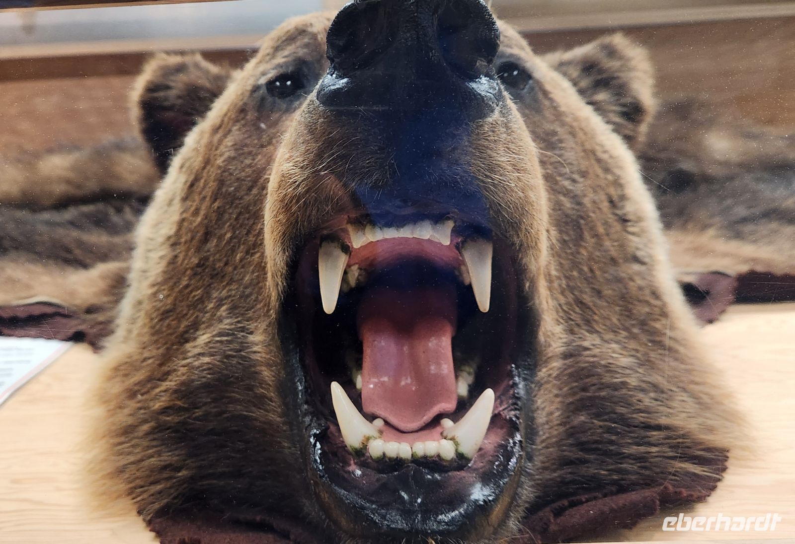 Mount Roberts Besucherzentrum - Grizzly Bear