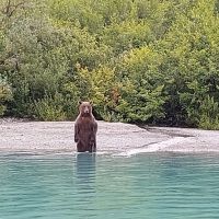 Bärenbeobachtung  Lake Clark 