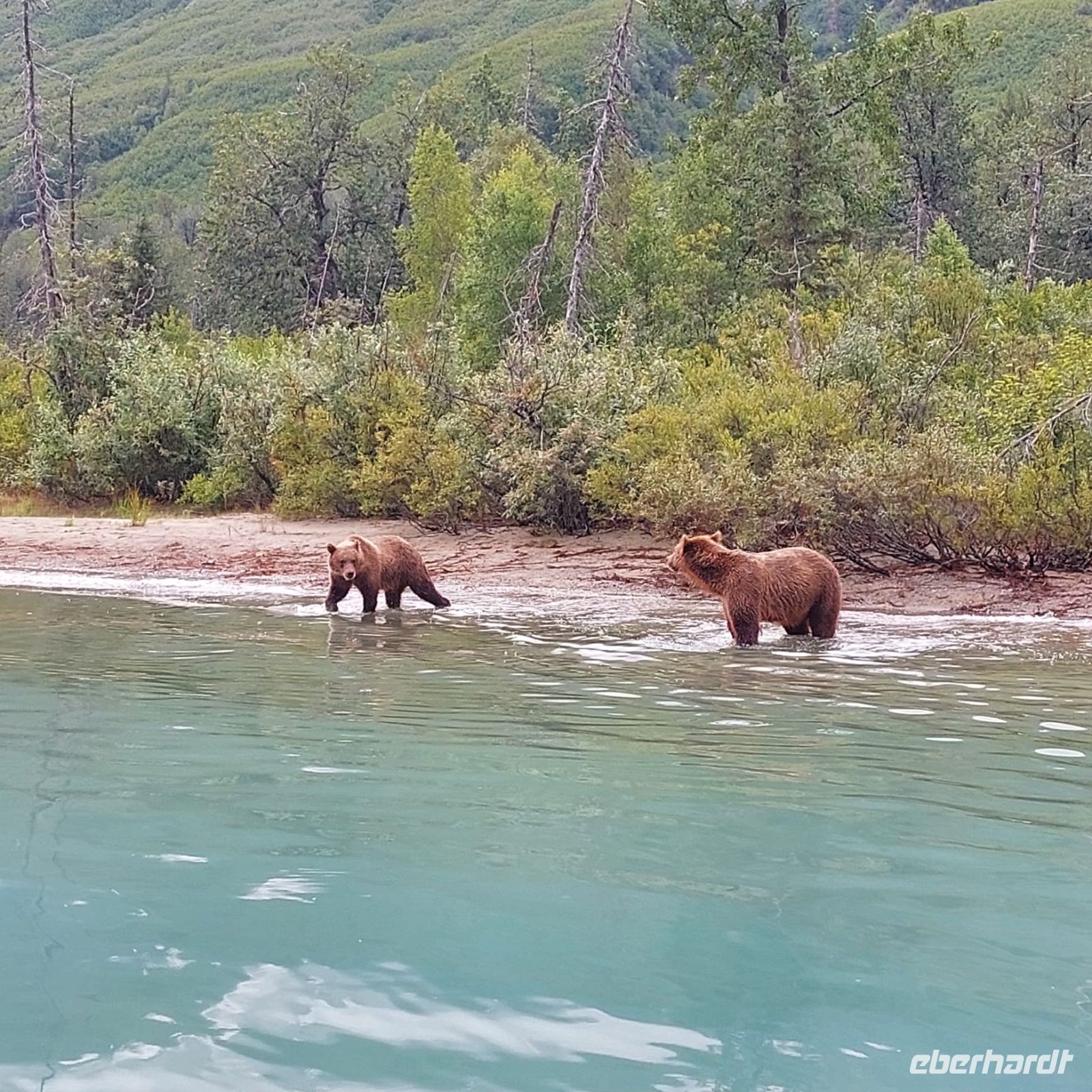 Bärenbeobachtung - Lake Clark