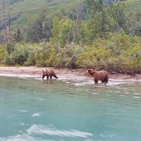 Bärenbeobachtung - Lake Clark