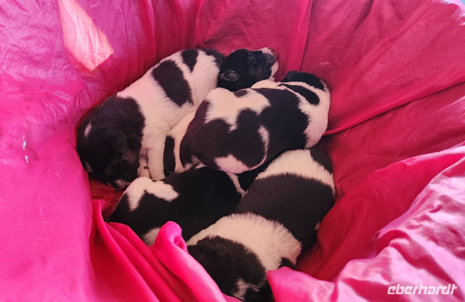 Martin Buser - Husky Farm Welpen