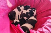 Martin Buser - Husky Farm Welpen