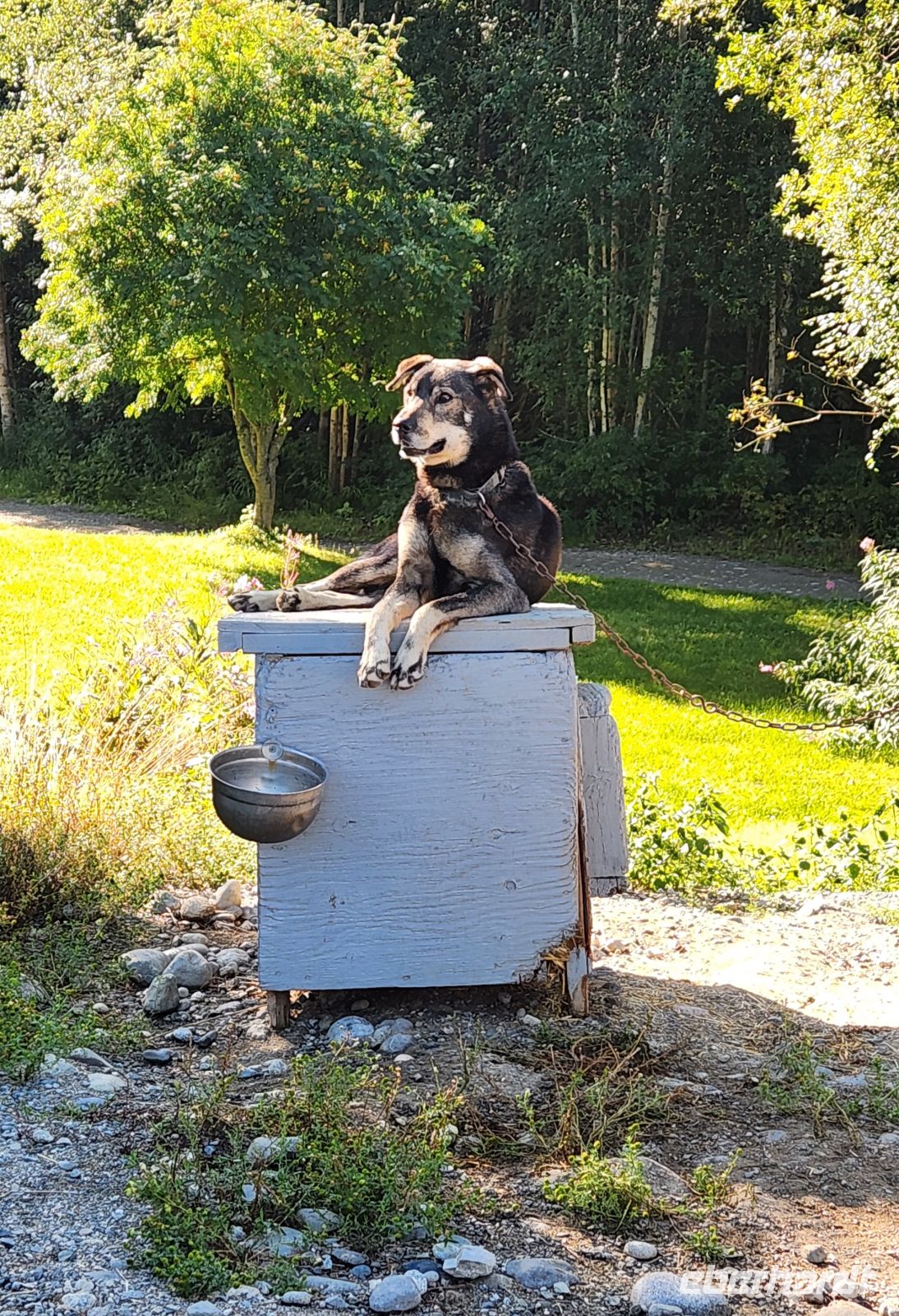 Martin Buser - Husky Farm