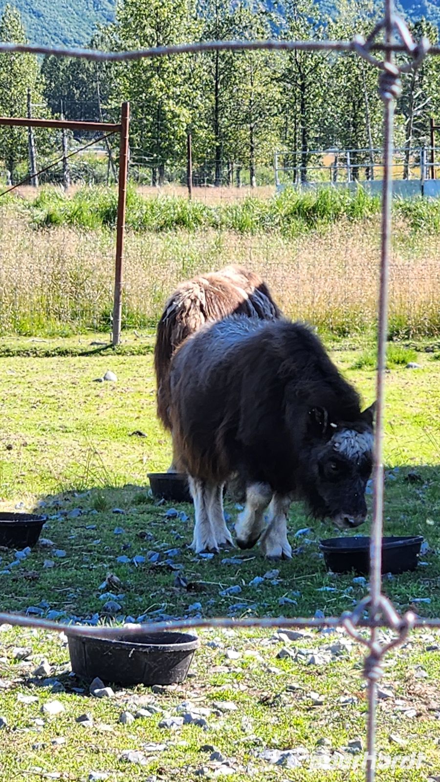 Alaska Wildlife Conservation Center