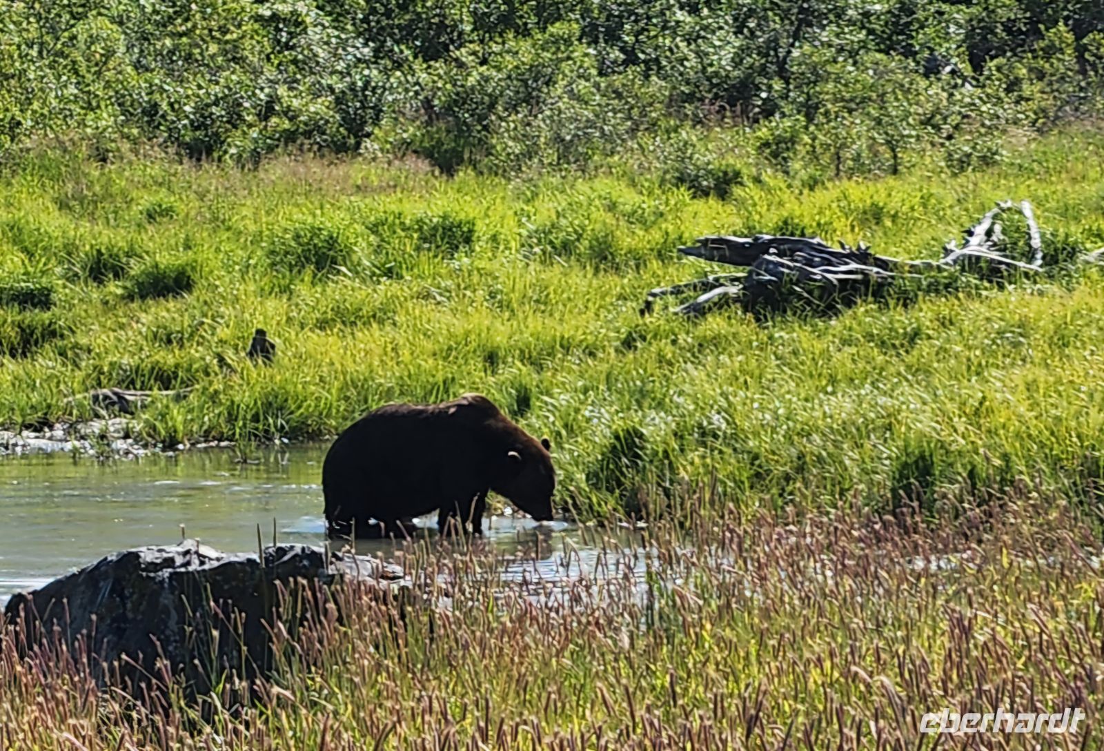 Alaska Wildlife Conservatiion Center