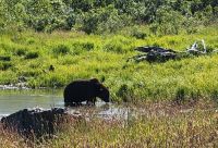 Alaska Wildlife Conservatiion Center