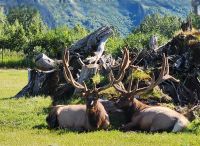 Alaska Wildlife Conservation Center