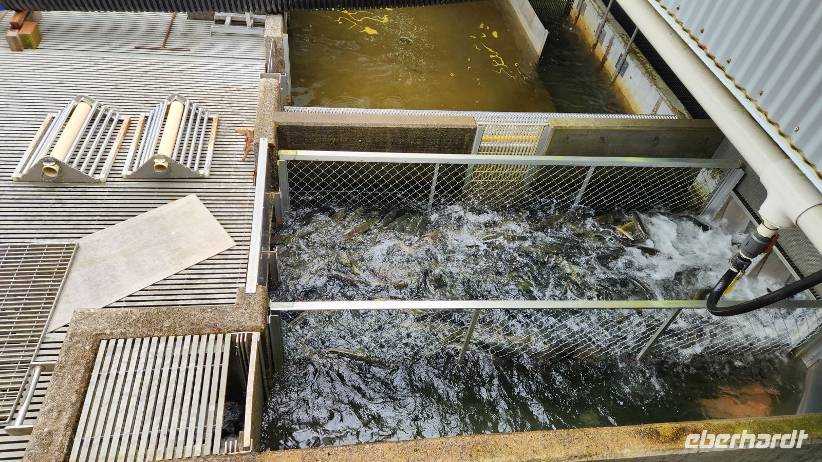 Macaulay Lachszuchtbetrieb