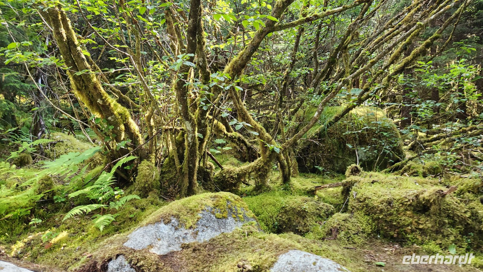 Waldgebiet am Mendenhall Gletscher 