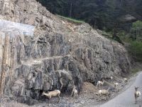 21. Bighorn Sheep im Banff Nationalpark.jpg