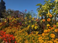 111. Blumenmeer in Victoria, Vancouver Island.jpg