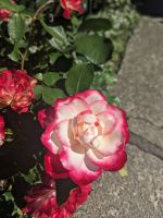 120. Besuch der Butchart Gardens, Vancouver Island.jpg