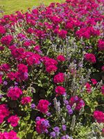 126. Besuch der Butchart Gardens, Vancouver Island.jpg