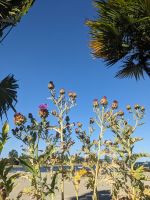 135. Spaziergang entlang der English Bay bis zur Fähre nach Granville Island, Vancouver.jpg