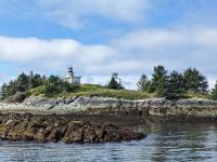 171. Robben - Schiffsausflug Lighthouse, Totems & Eagles, Ketchikan, Alaska.jpg