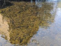 189. Lachse - Creek Street - Spaziergang durch die Stadt - Ketchikan, Alaska.jpg